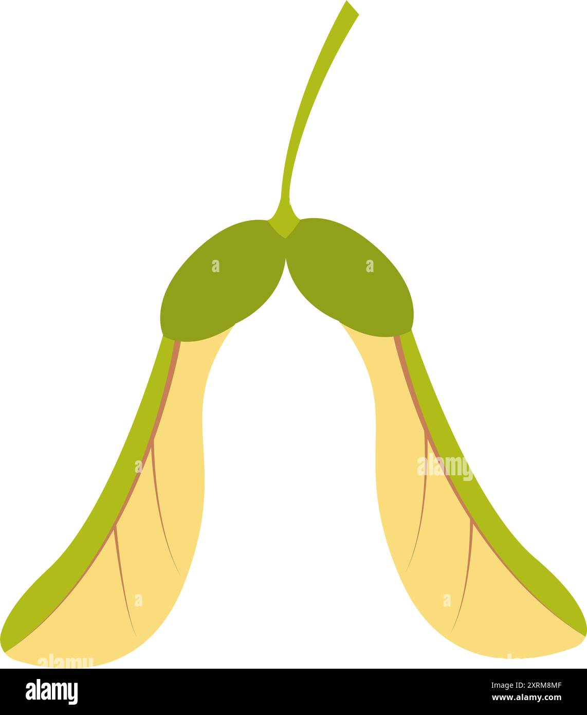 Maple seed. Hand drawn trendy flat style isolated on white background. Vector illustration. Stock Vector