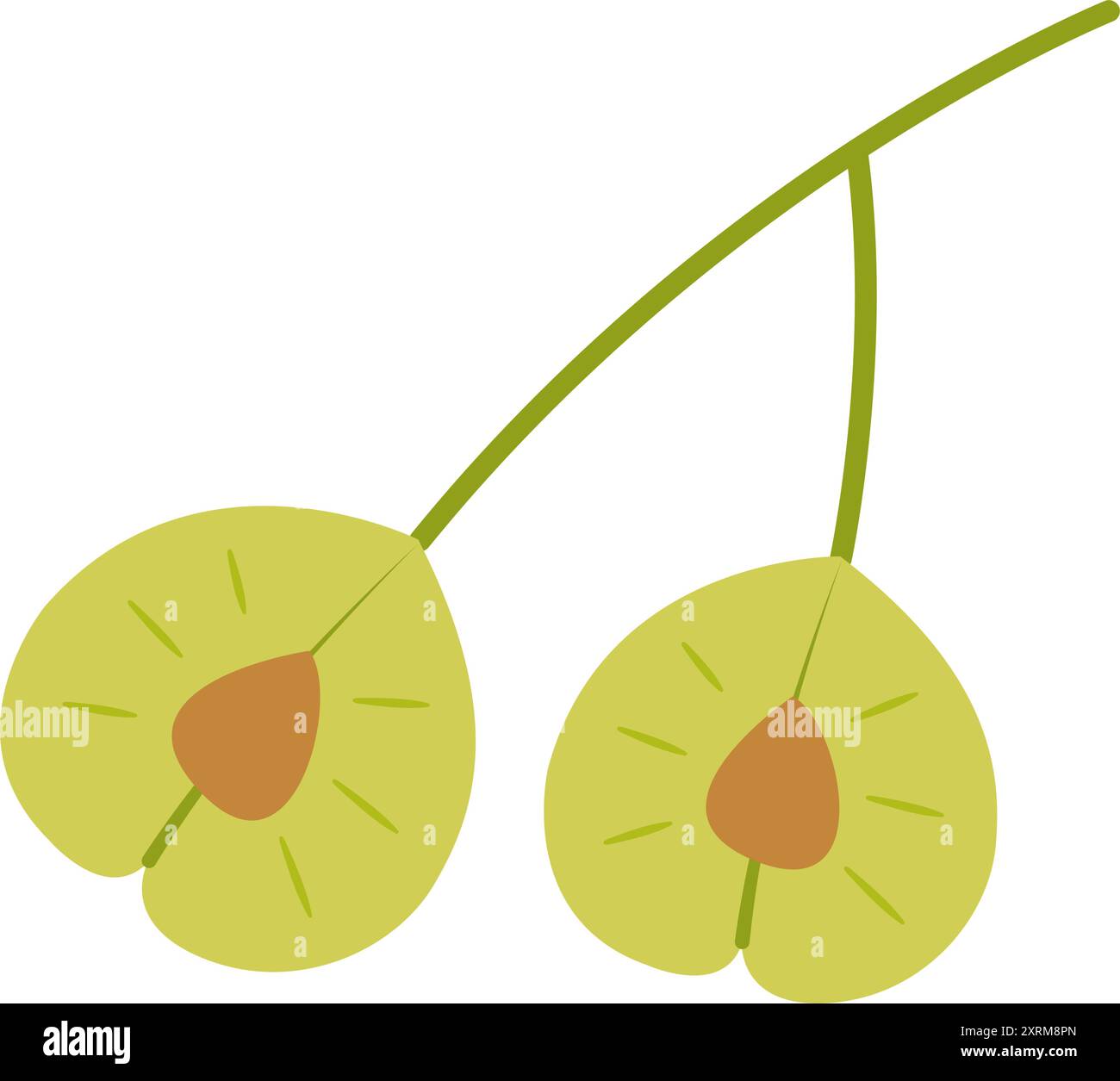 Elm seeds. Hand drawn trendy flat style isolated on white background. Vector illustration. Stock Vector