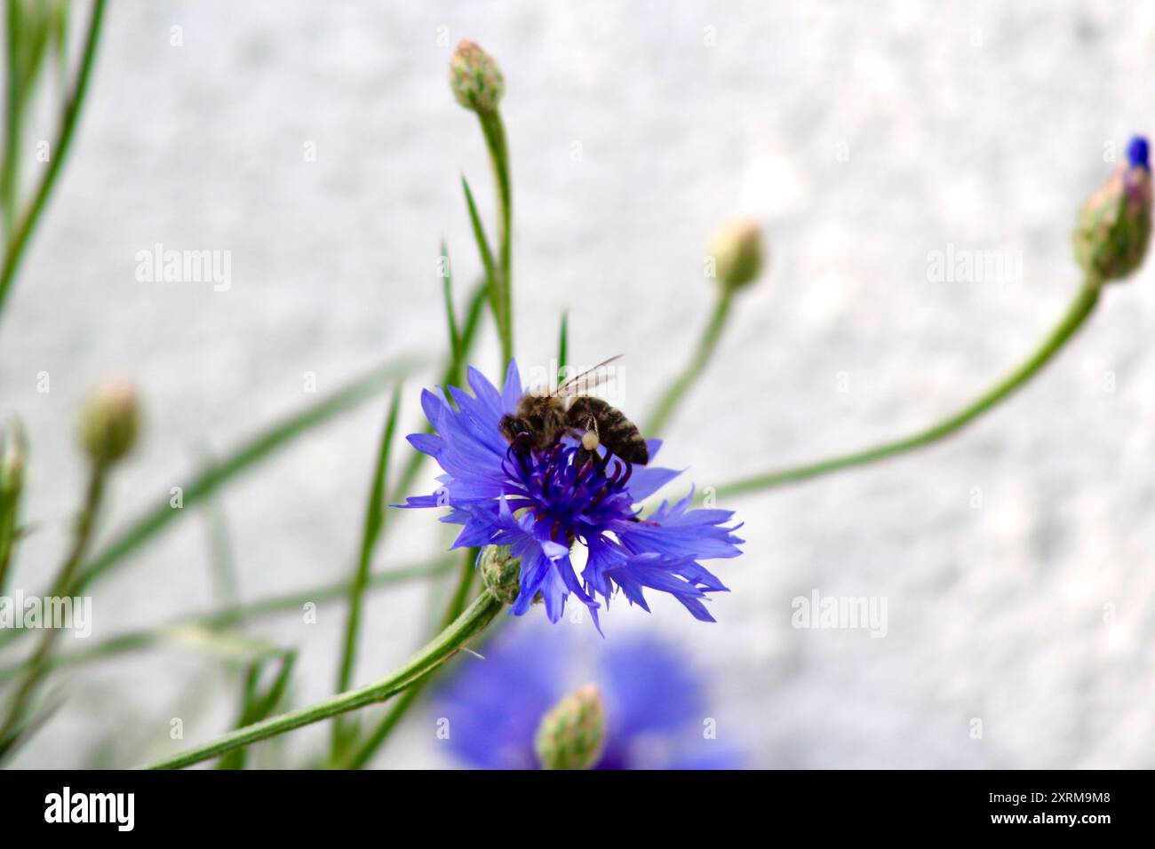 Bee screensaver hi-res stock photography and images - Alamy