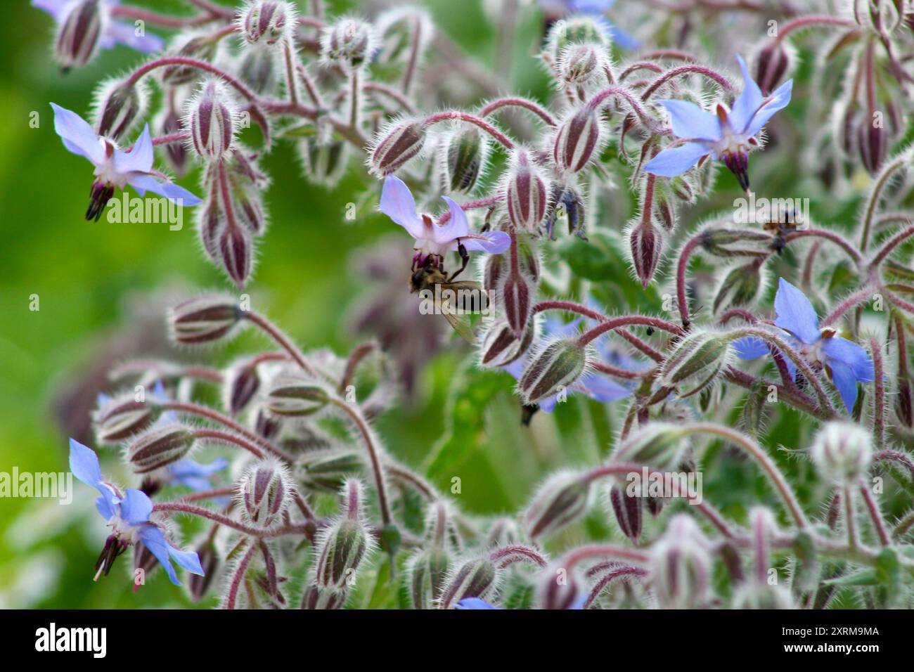 Flower screensaver hi-res stock photography and images - Alamy