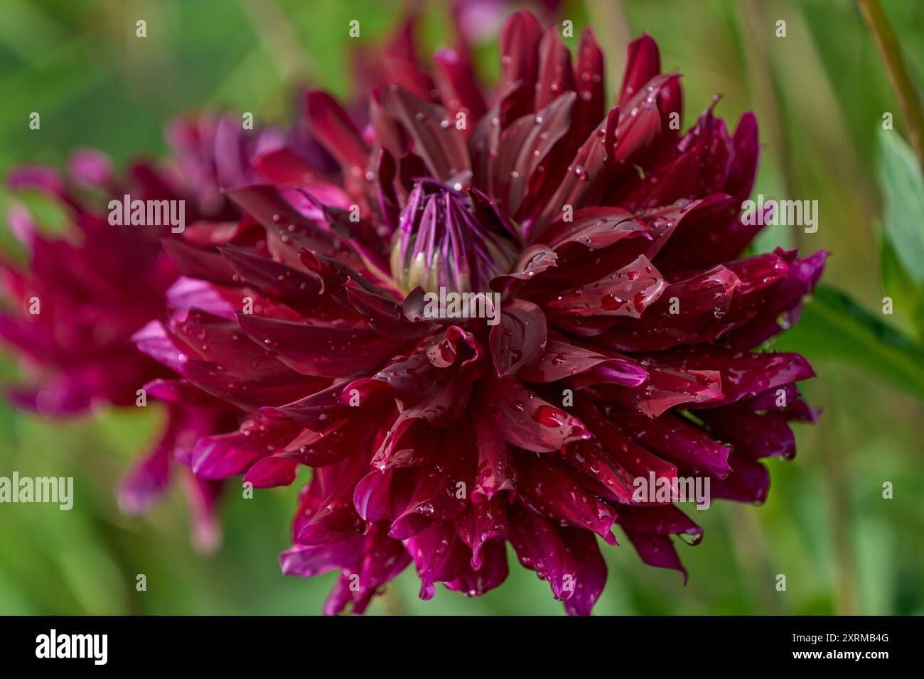 Lush colorful purple deep scarlet crimson blooming dahlia flower close up Stock Photo