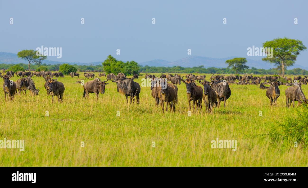 Blue wildebeest herd in Western Serengeti. Grumeti area. Serengeti National Park, Tanzania. Stock Photo