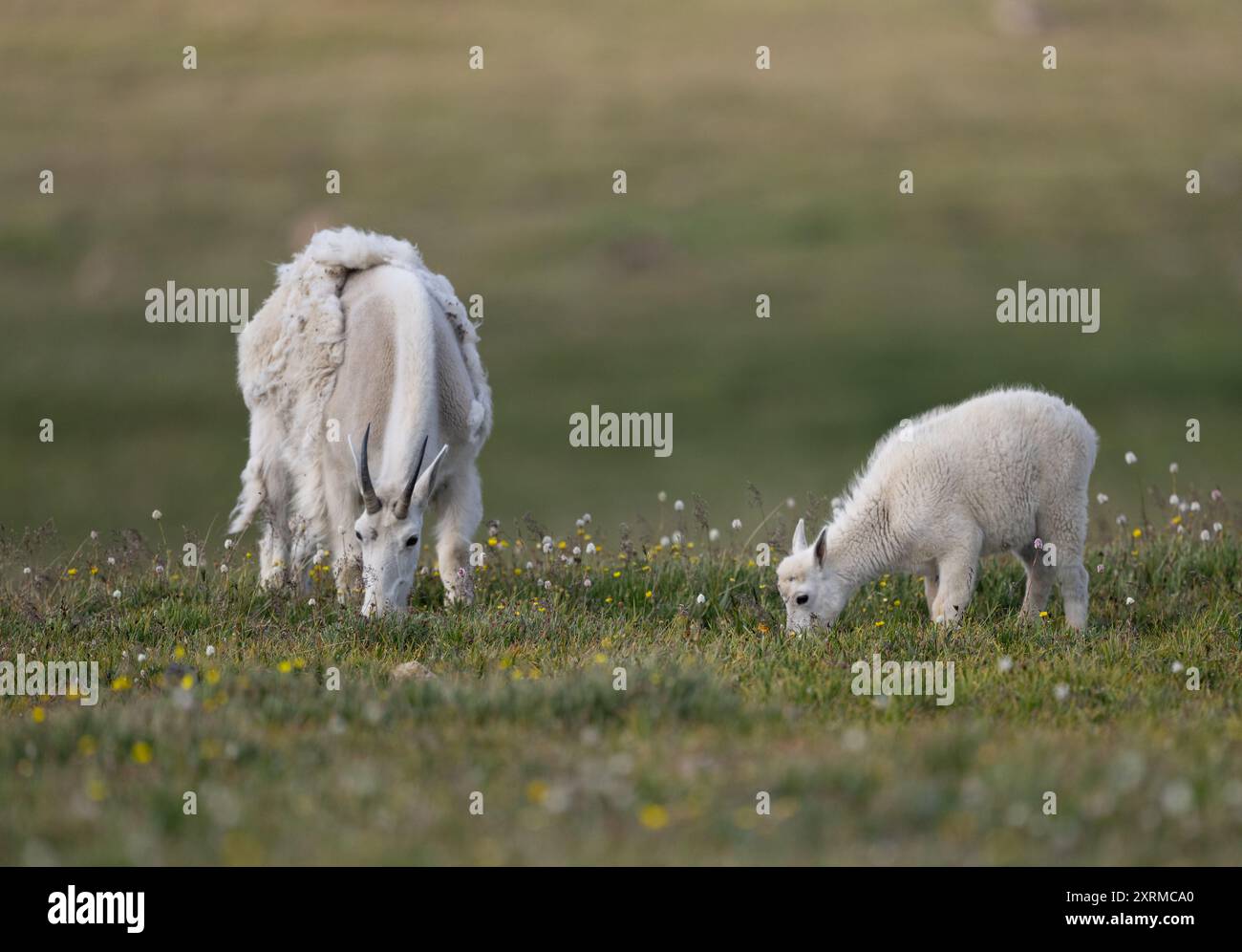 Mountain goat nanny and kid grazing in a meadow on the Beartooth Pass ...