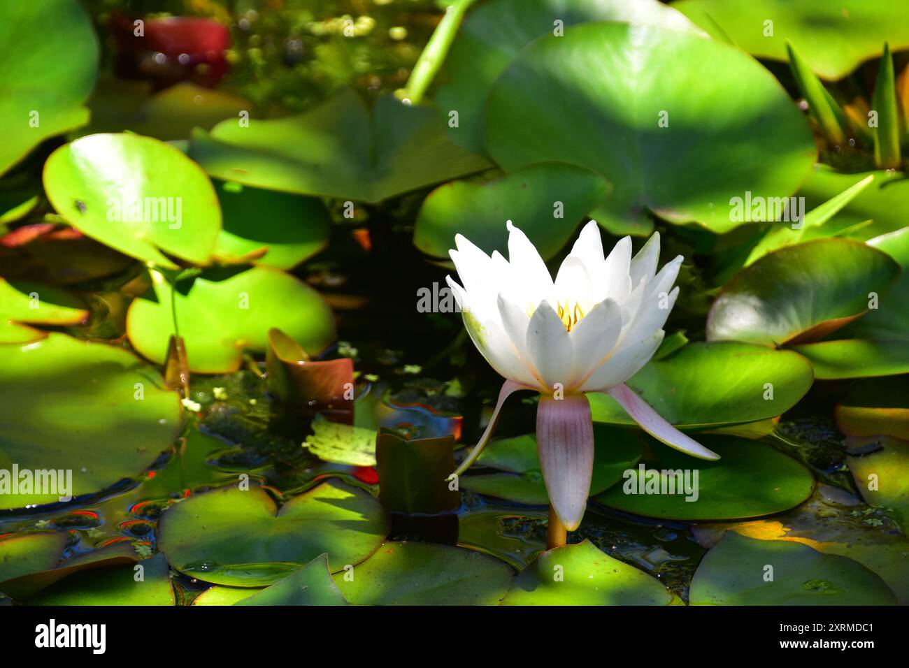 Bee water station hi-res stock photography and images - Alamy