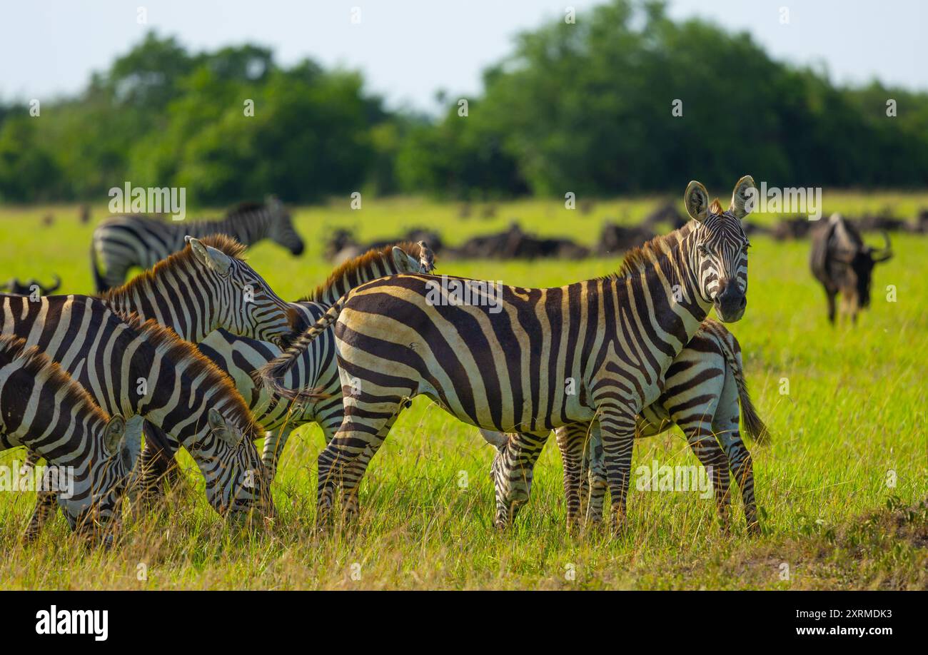 Plains zebra in Western Serengeti. Grumeti area. Serengeti National Park, Tanzania. Stock Photo