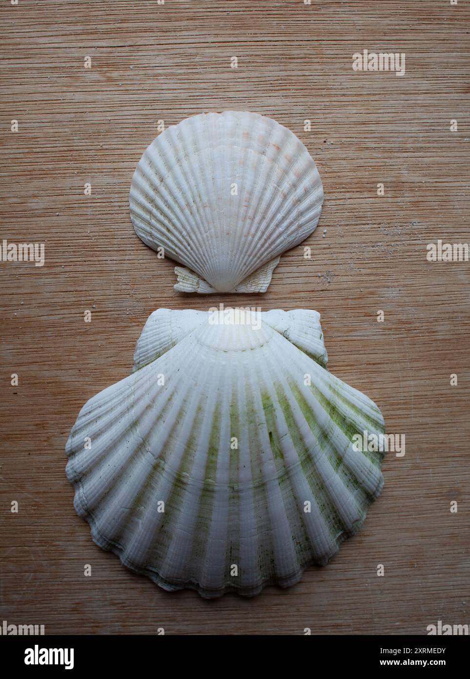 Beachcombing for shells hi-res stock photography and images - Alamy