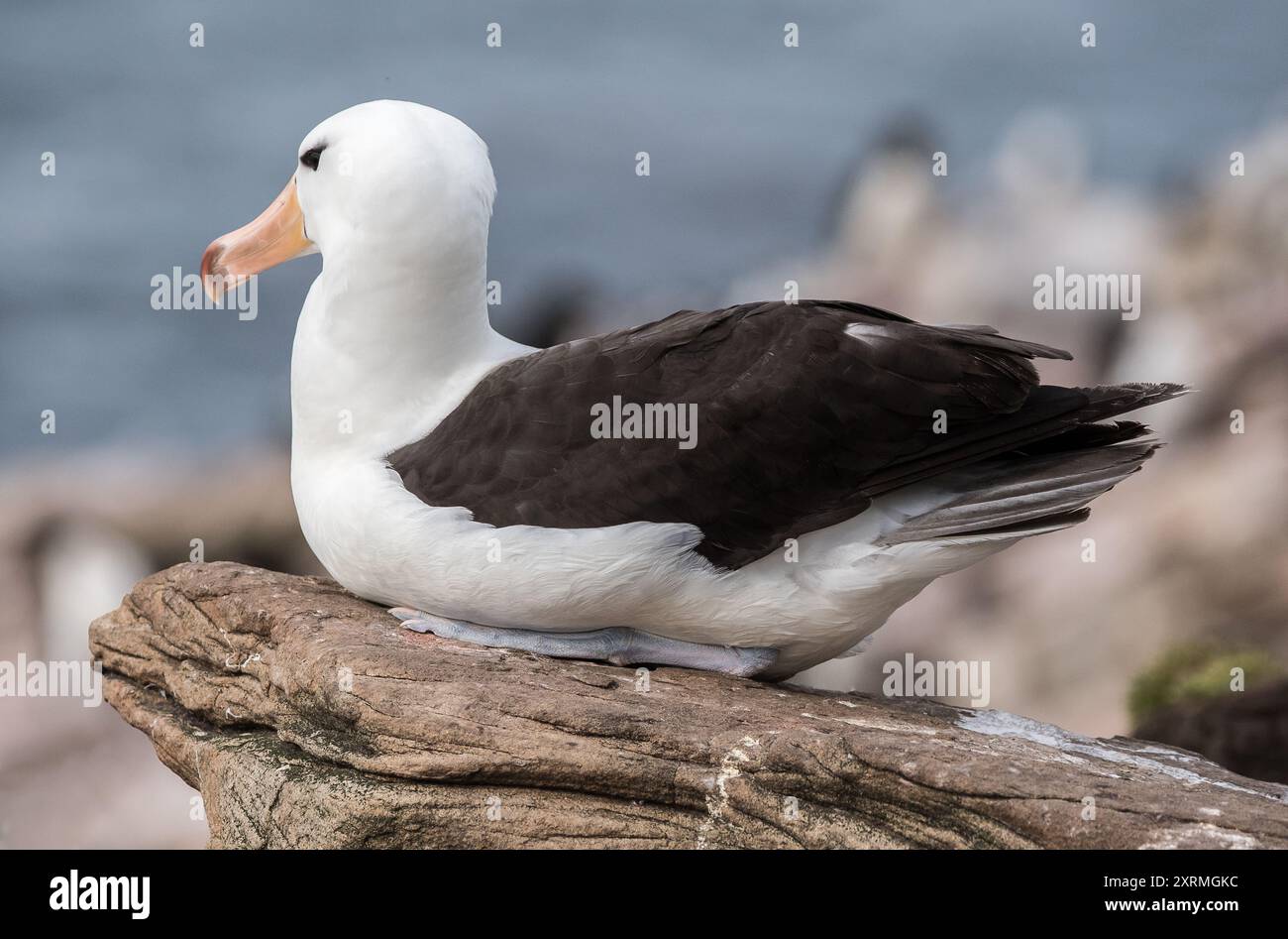 Albatros albatross hi-res stock photography and images - Alamy
