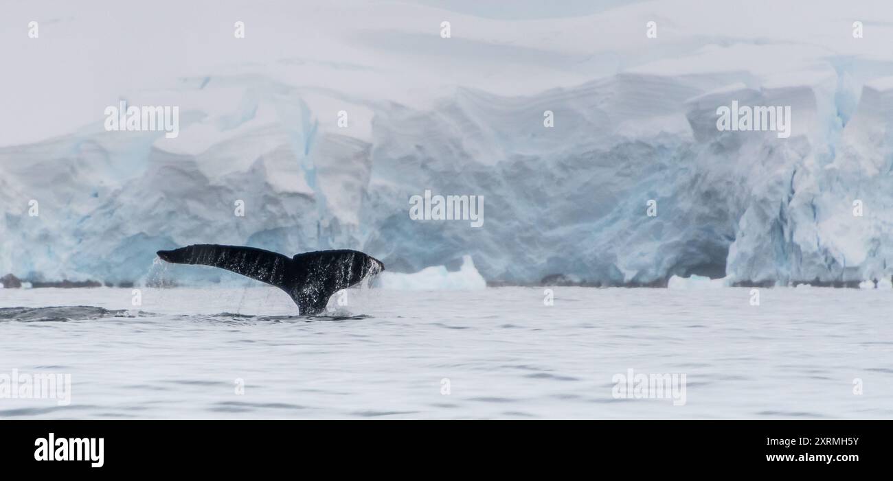 Antarctica blue whale hi-res stock photography and images - Alamy