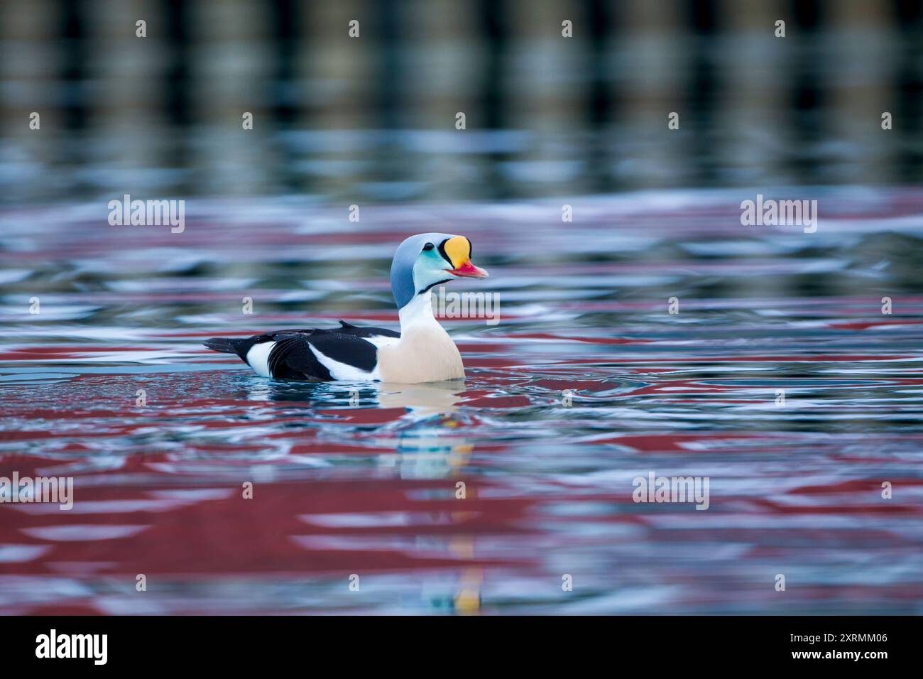 King Eider (Somateria spectabilis) male swimming in a harbour with reflected buildings creating colourful patterns on the water.  Norway in winter. Stock Photo