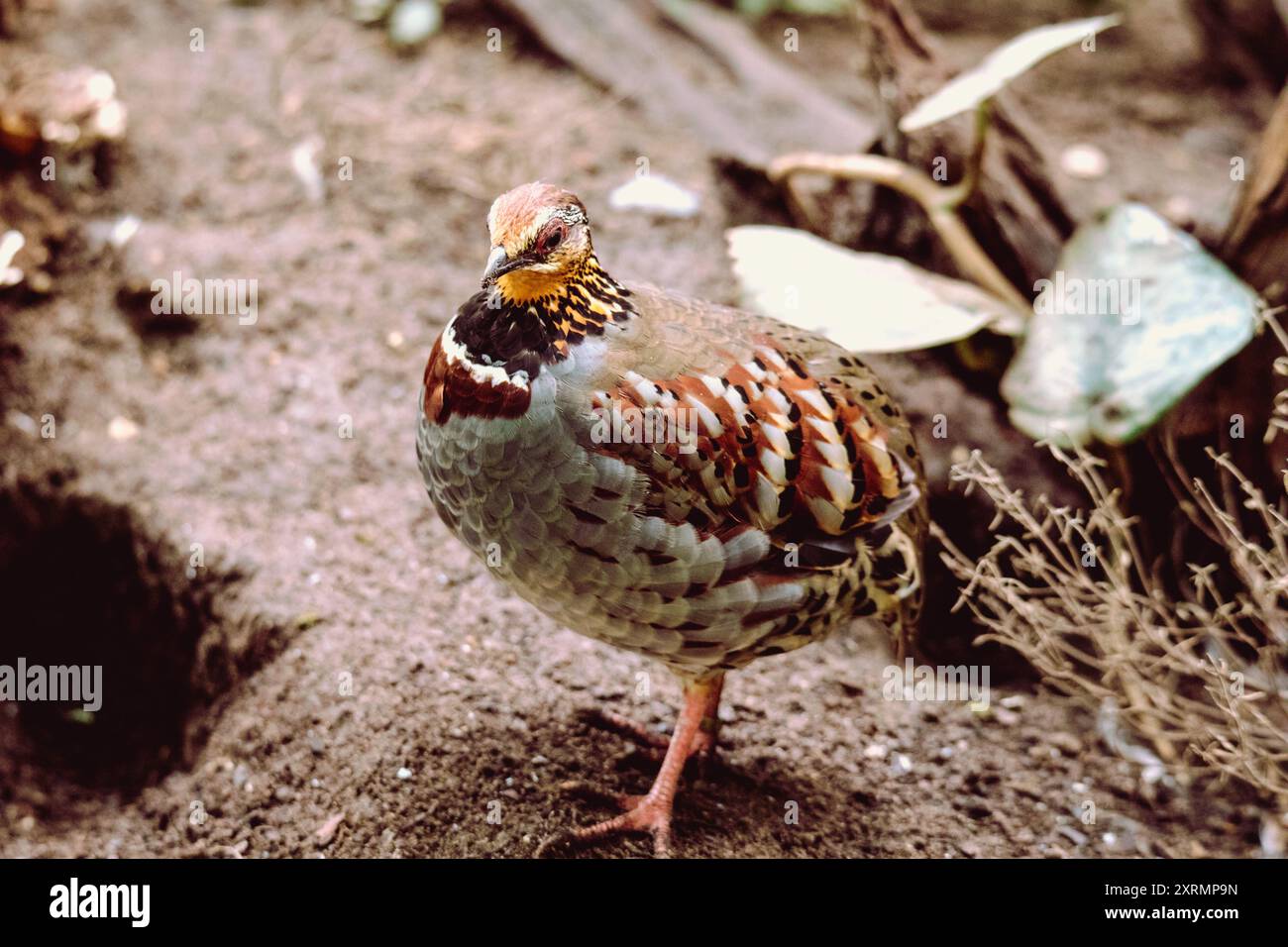 White necklaced partridge hi-res stock photography and images - Alamy
