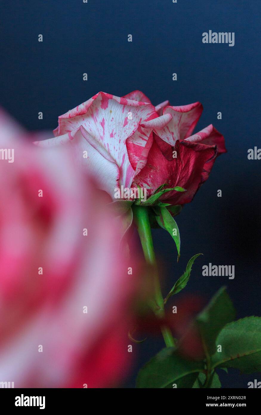 Plants delicate petal structure hi-res stock photography and images - Alamy