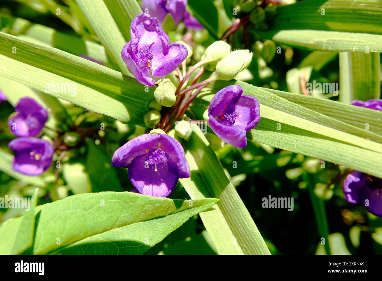 Purple blossoms emerge from hi-res stock photography and images - Alamy