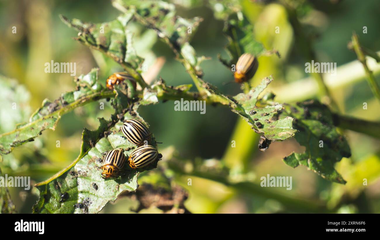 Adults eat insects hi-res stock photography and images - Alamy