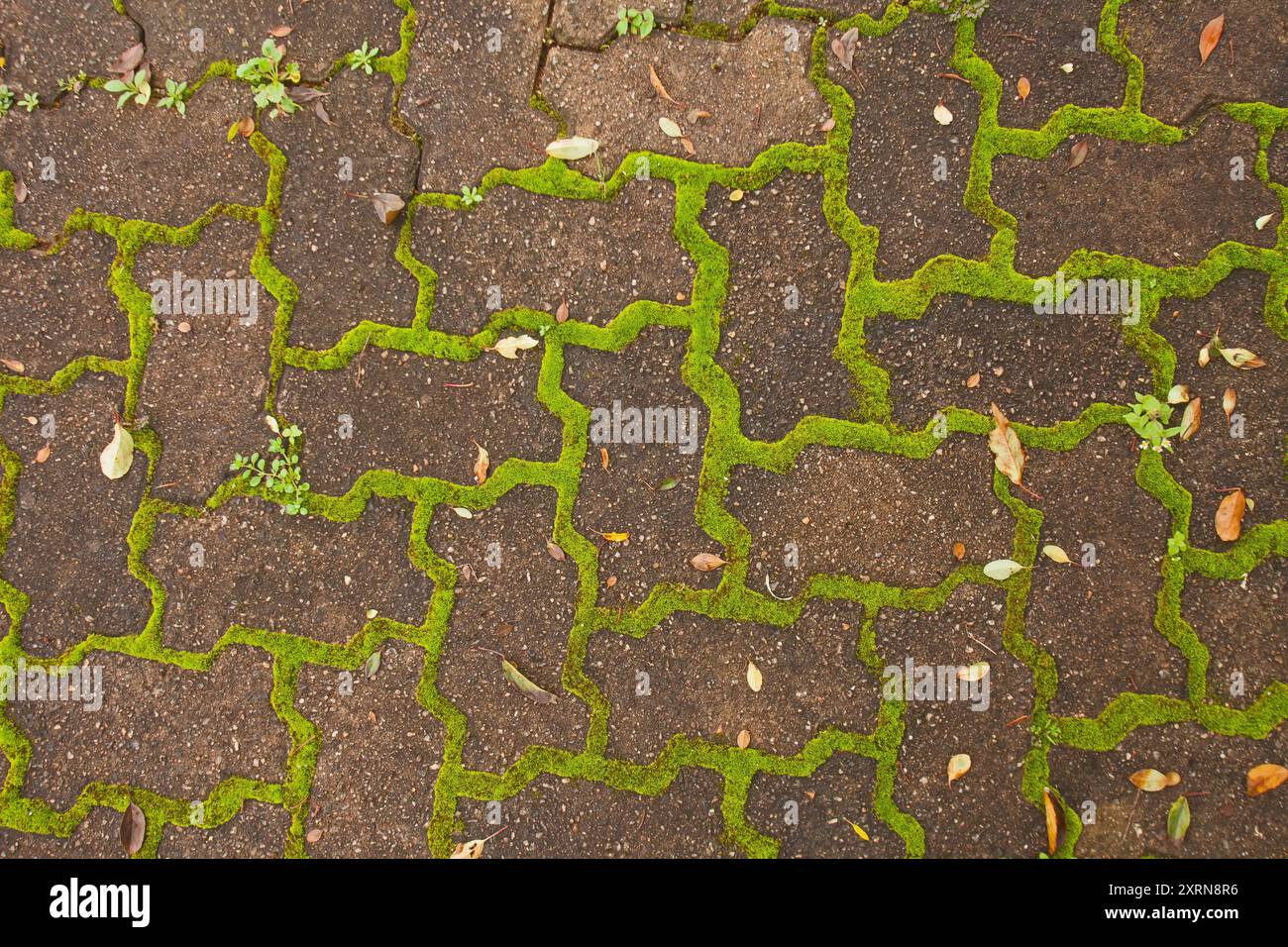 Mossy paving 14338 Stock Photo