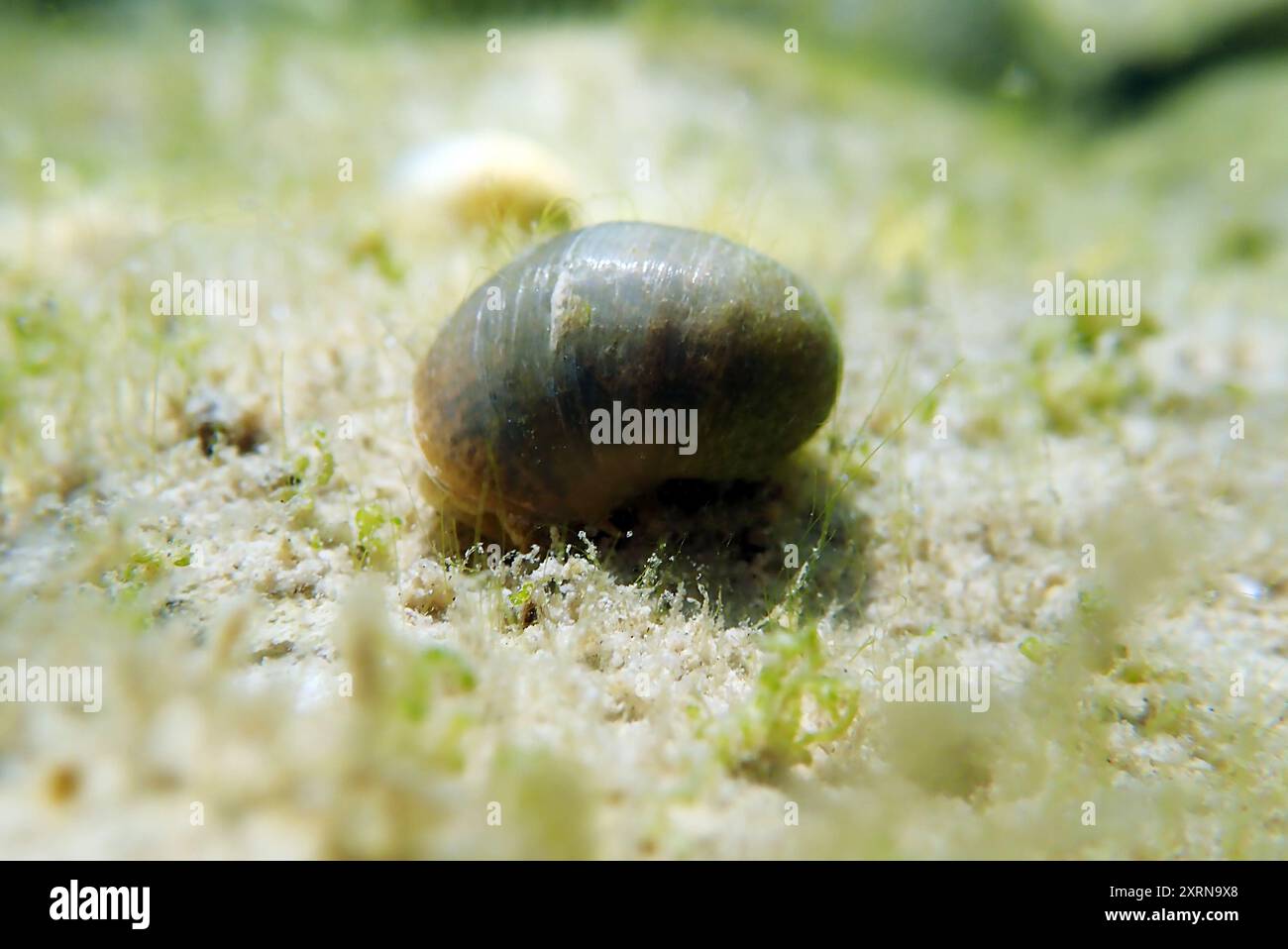 Freshwater snail in Ohrid Lake, underwater image - Radix auricularia ...