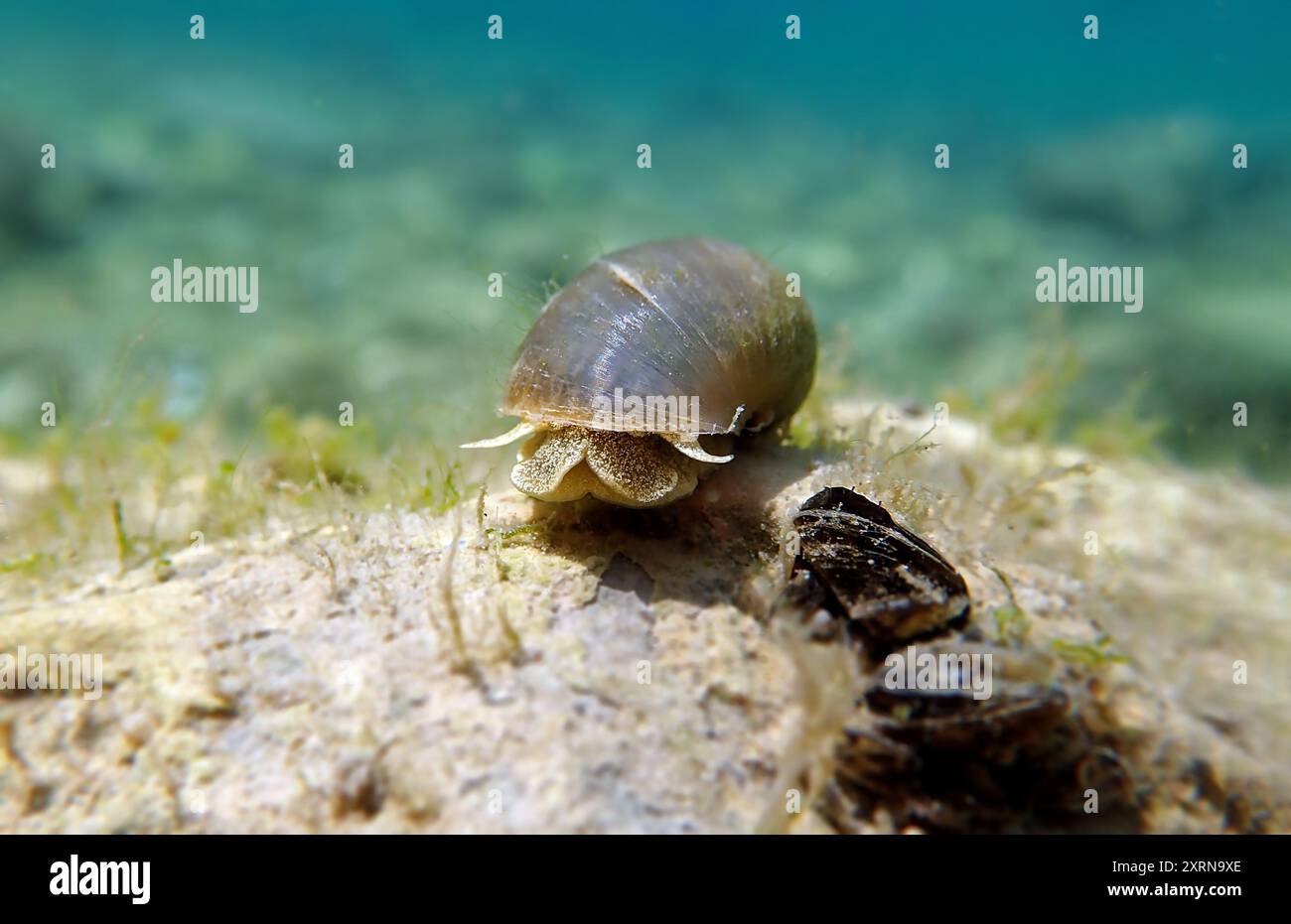 Freshwater snail in Ohrid Lake, underwater image - Radix auricularia ...