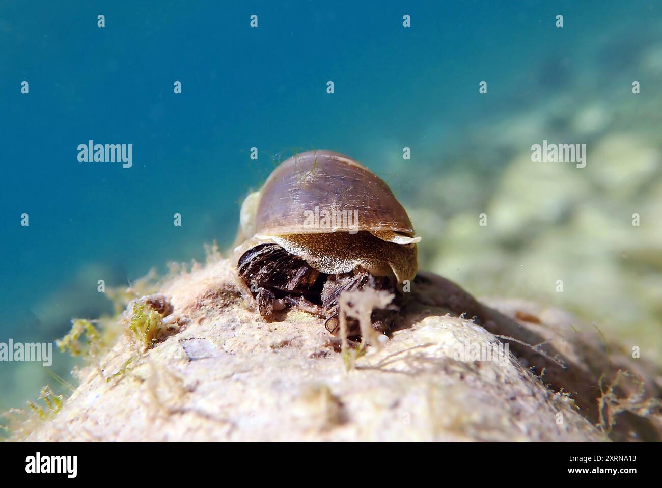 Freshwater snail in Ohrid Lake, underwater image - Radix auricularia ...