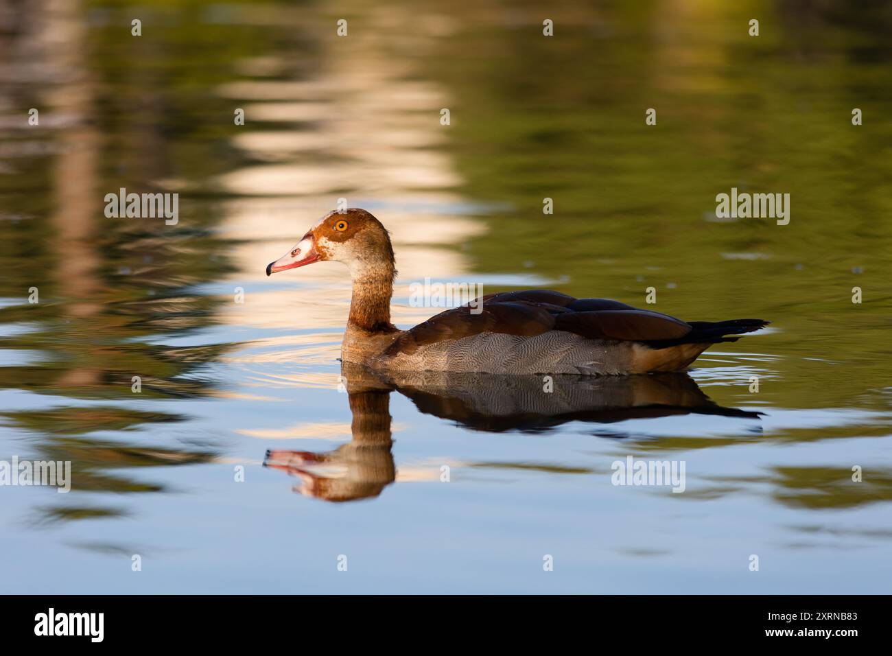 Nile goose swimming in a city pond at sunset. Mirrored reflection in a still blue water Stock Photo