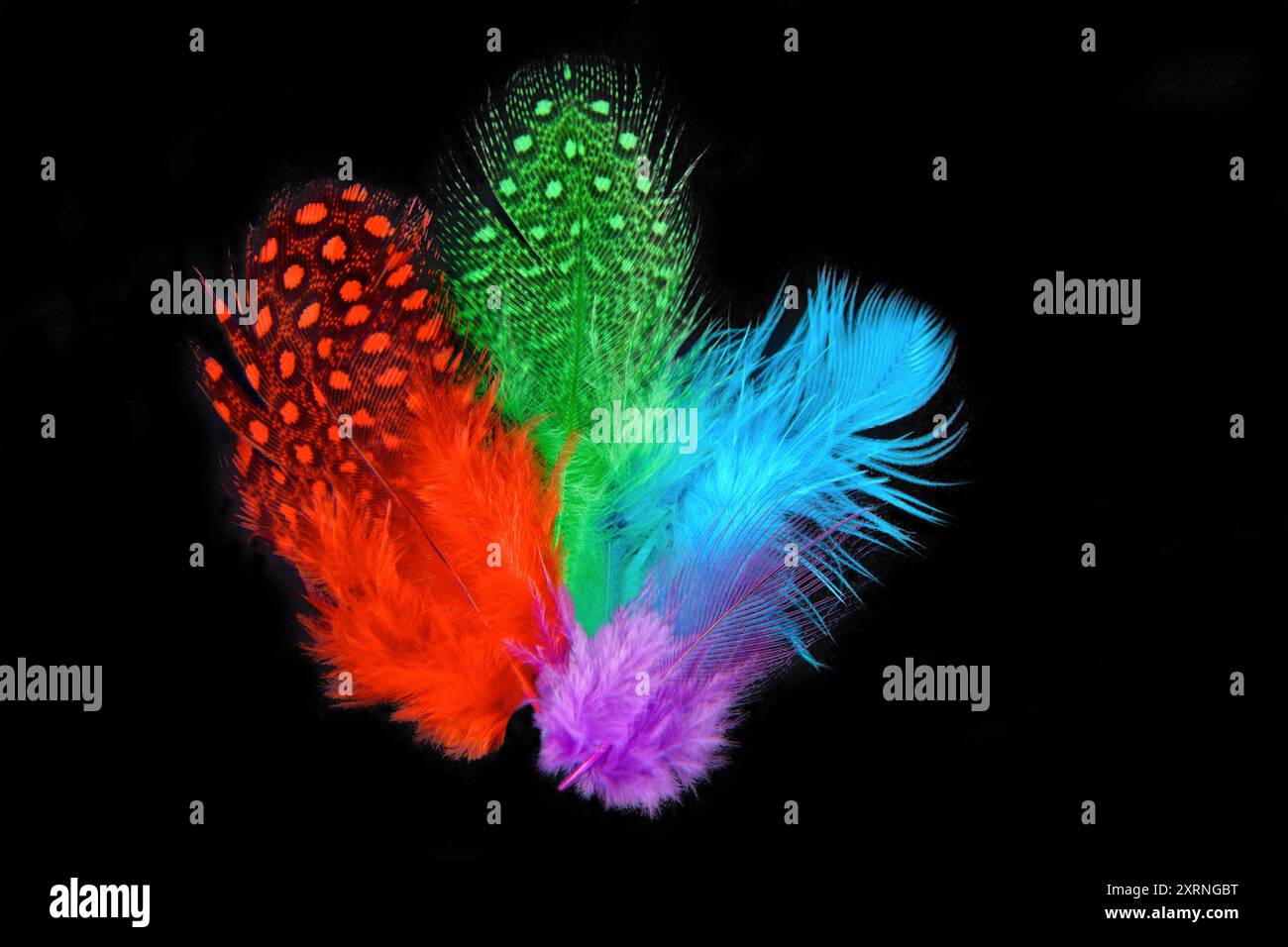close up of the color plumage feathers on black background Stock Photo