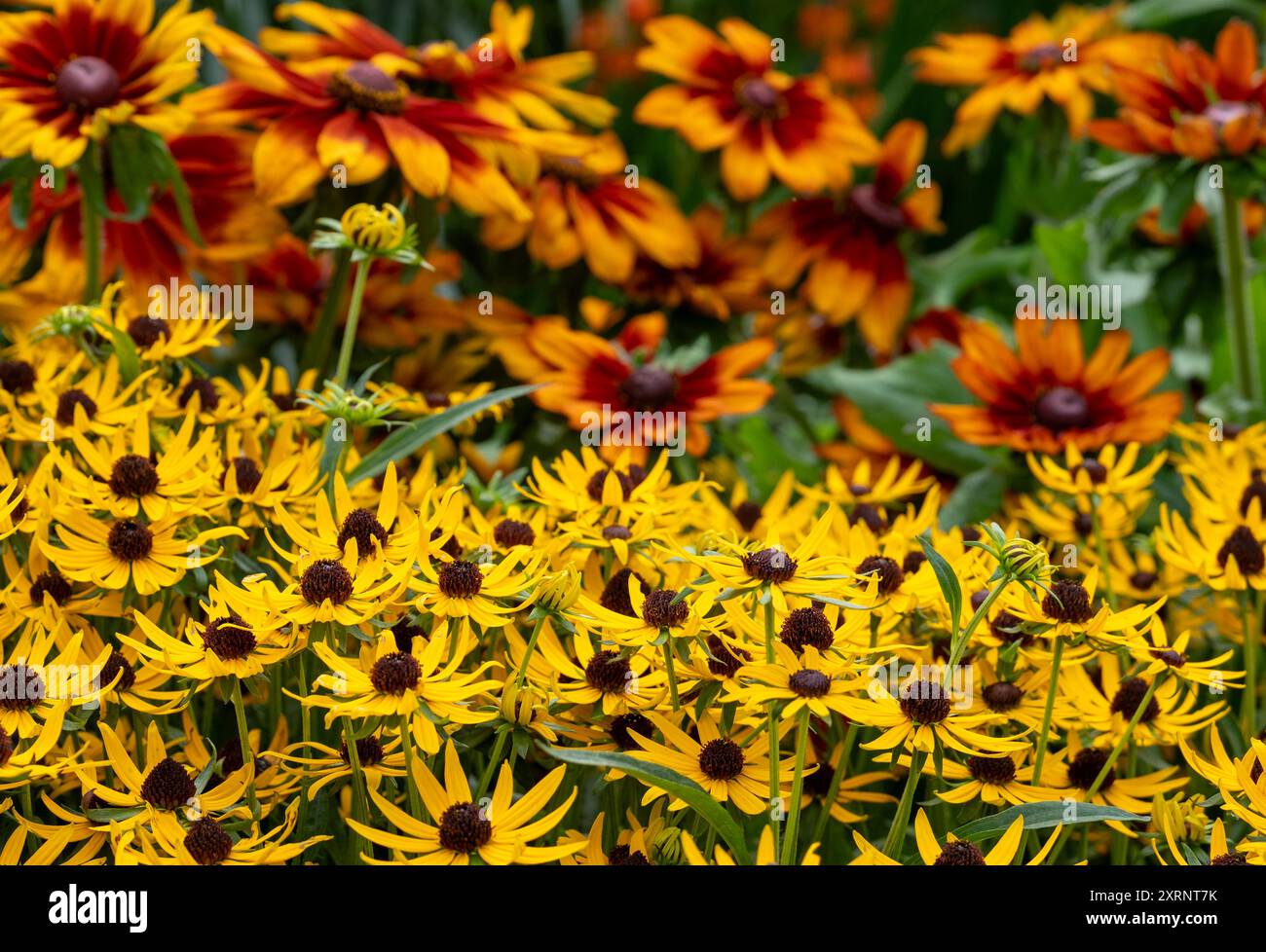 English design flower beds hi-res stock photography and images - Alamy