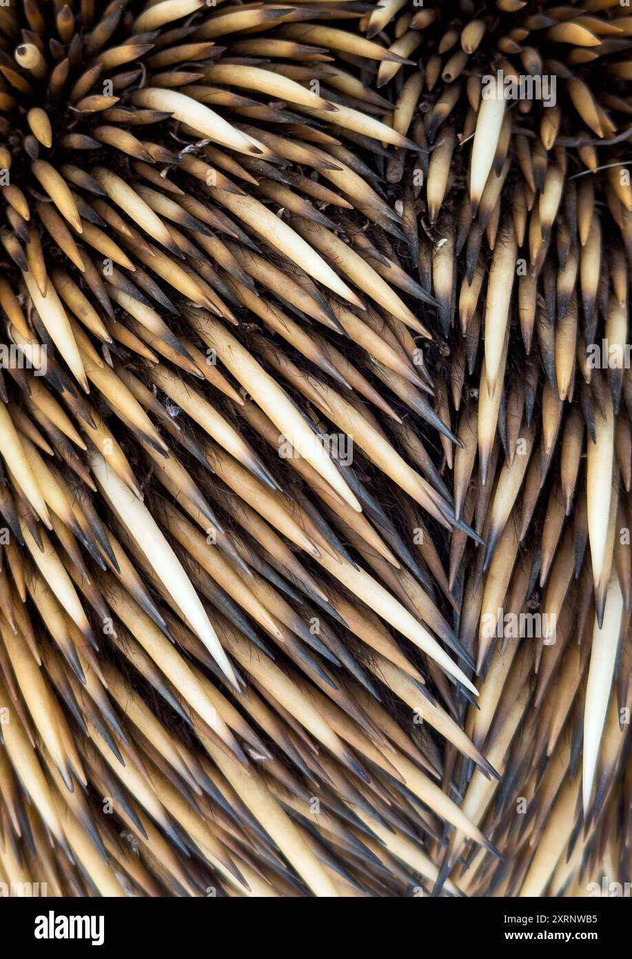 Close up detail of the sharp spines of a native Australian echidna Stock Photo