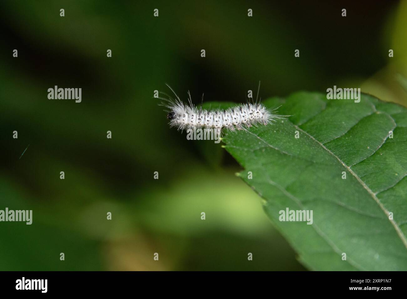 Hickory Tussock Moth (Lophocampa caryae Stock Photo - Alamy