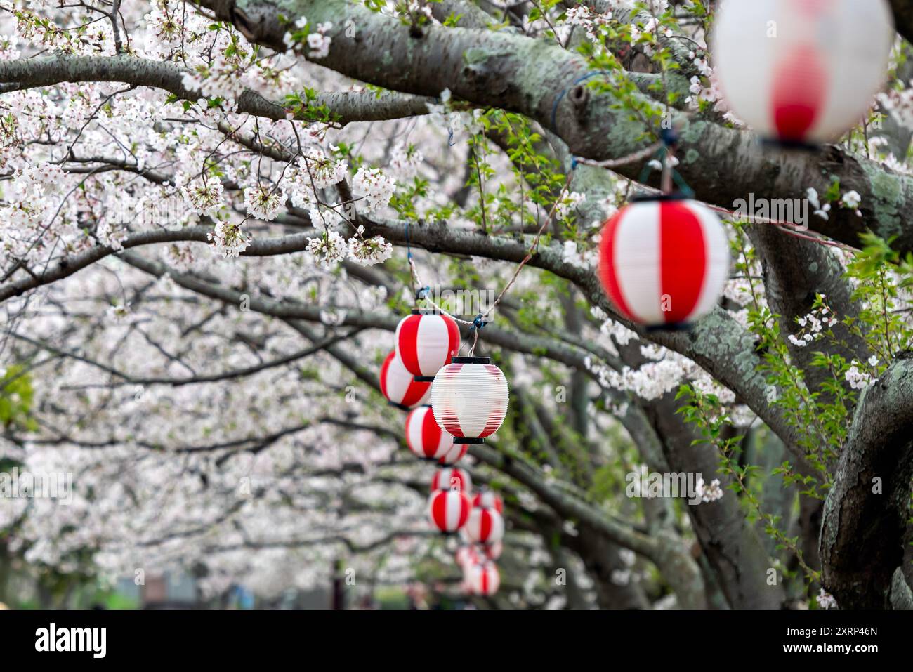 Cherry blossom japan lantern hi-res stock photography and Cherry blossom japan lantern hi-res stock photography and