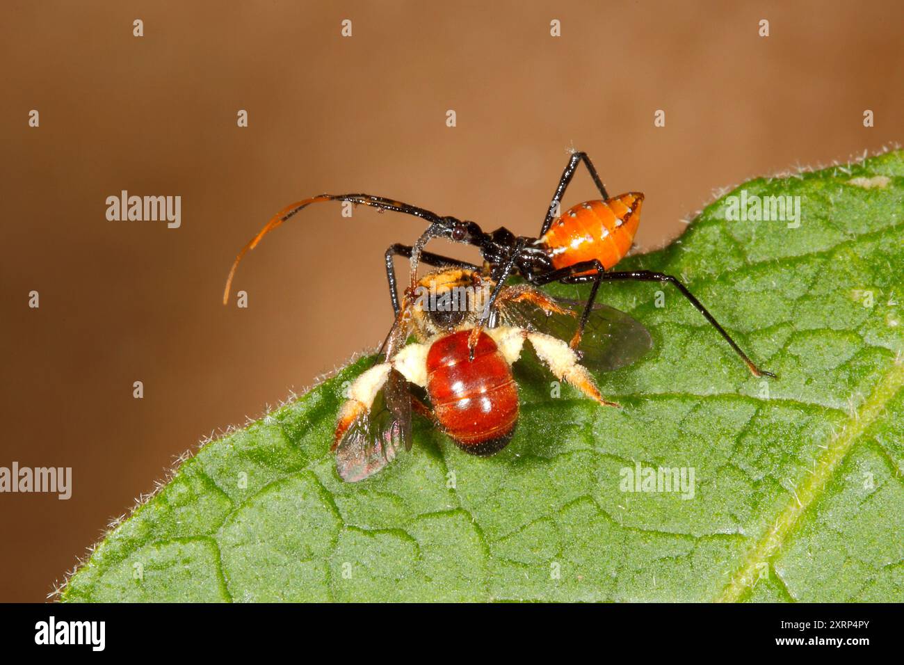 Common Assassin Bug, Pristhesancus plagipennis. Instar or Nymph with Reed Bee prey, probably Genus Exoneura. Proboscis impaling prey. Coffs Harbour, Stock Photo