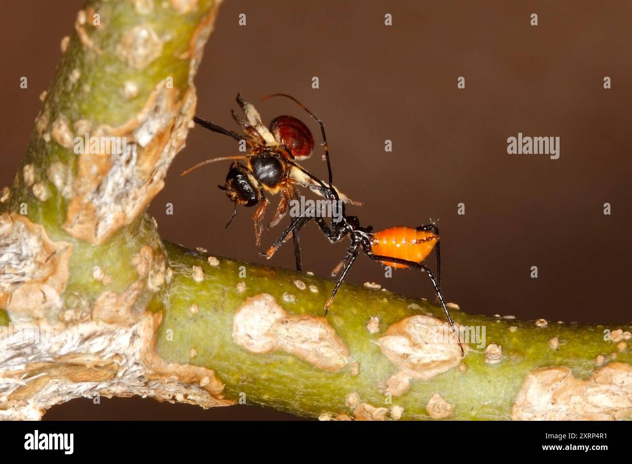 Common Assassin Bug, Pristhesancus plagipennis. Instar or Nymph with Reed Bee prey, probably Genus Exoneura. Coffs Harbour, NSW, Australia Stock Photo