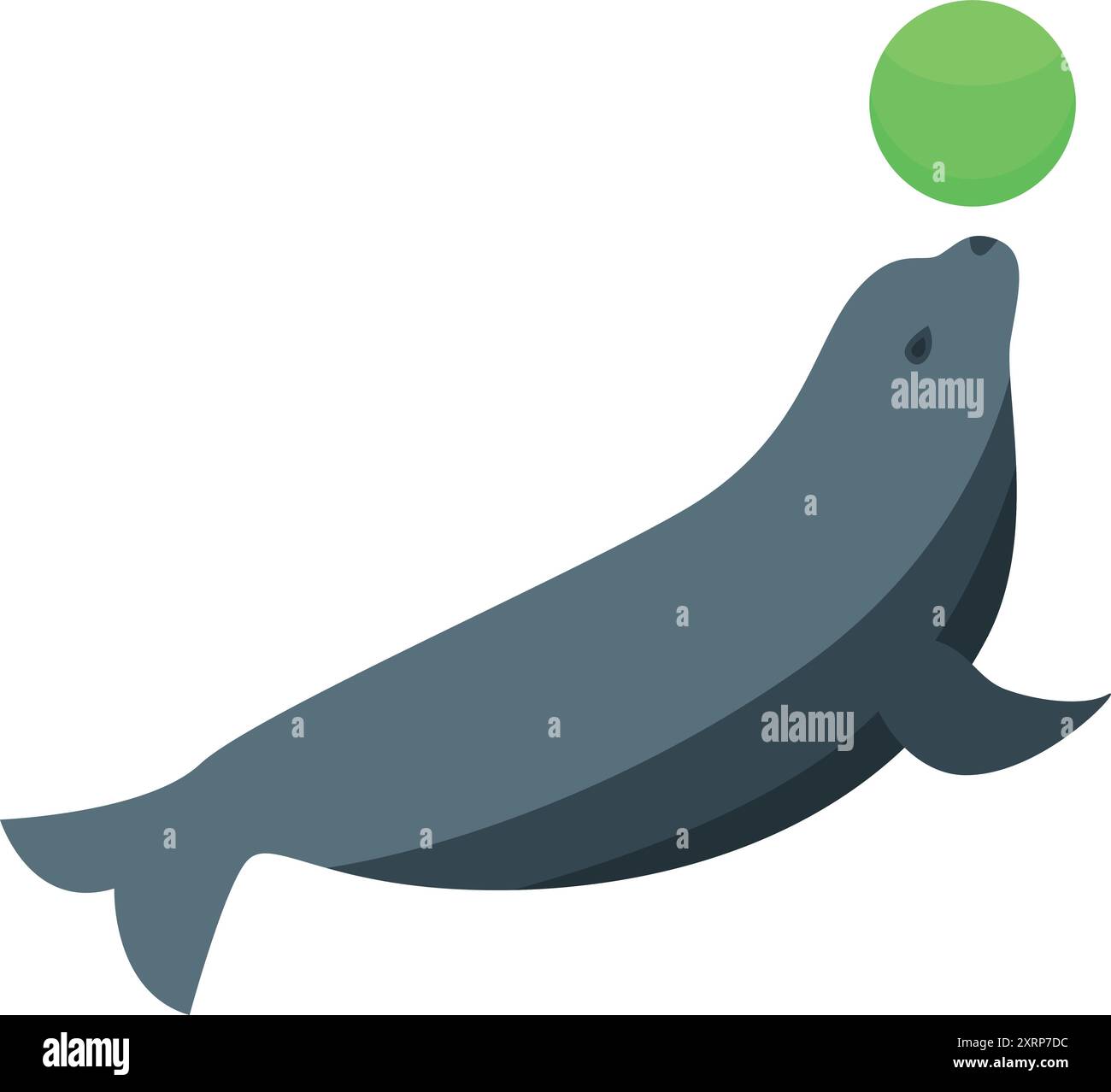 Circus seal balancing a green ball on its nose while swimming in the ...
