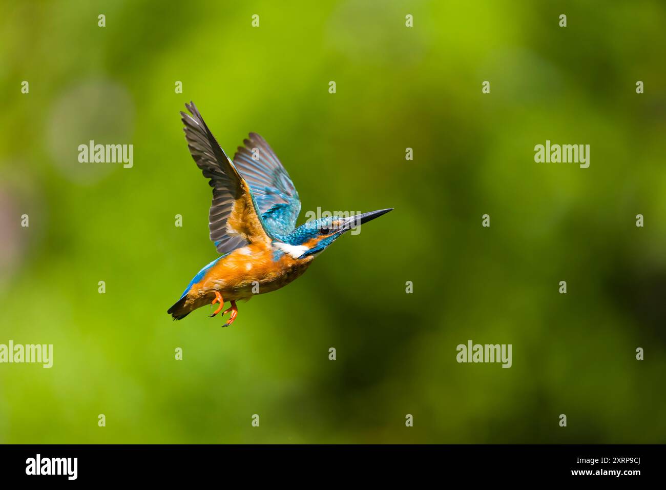 Kingfisher flying hi-res stock photography and images - Alamy