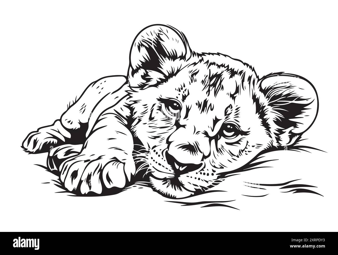 Hand drawn portrait of lion cub . Vector illustration isolated on white