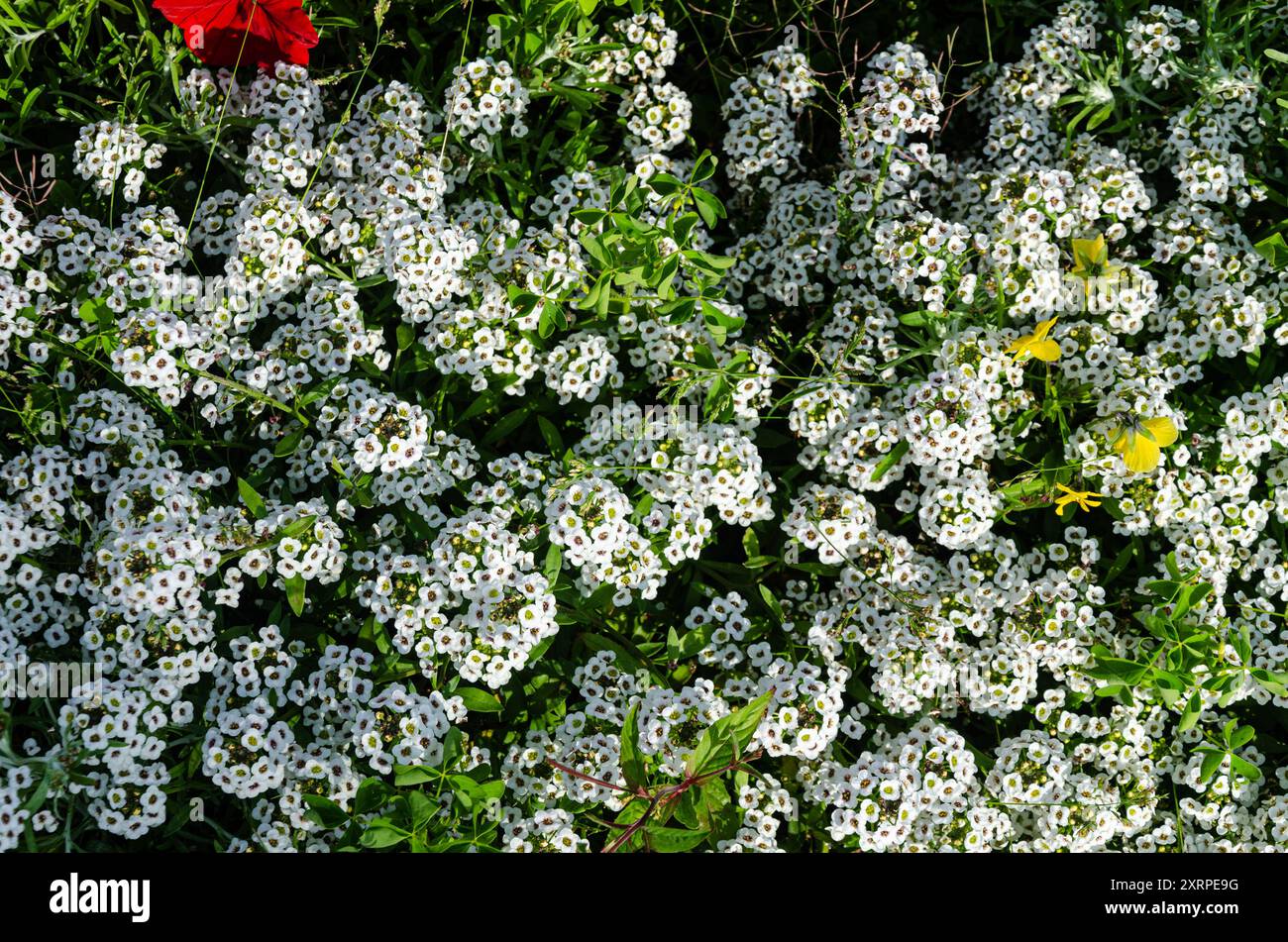 Full bloom alyssum hi-res stock photography and images - Alamy