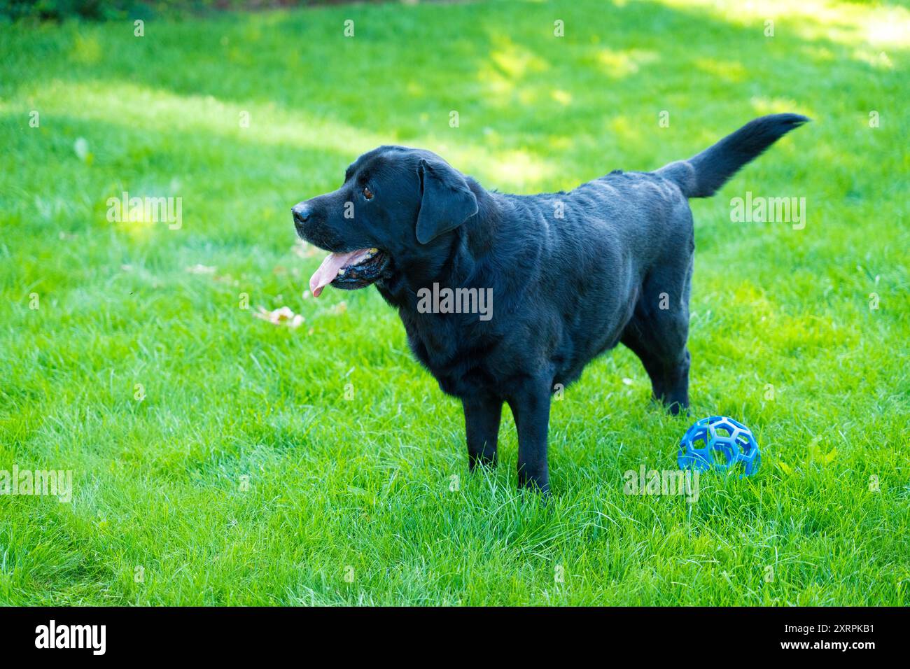 Tick dog labrador hi-res stock photography and images - Alamy
