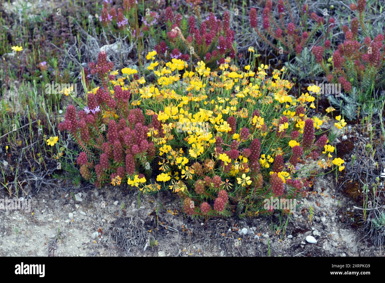 Visual Reference: Lotus Corniculatus Yellow And Coris Monspeliensis Reddish On A