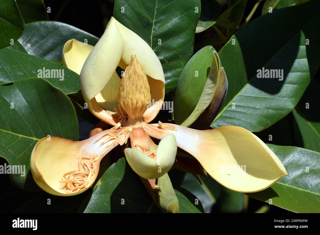 Yellow flowers of Delavay's magnolia (Magnolia delavayi) Stock Photo