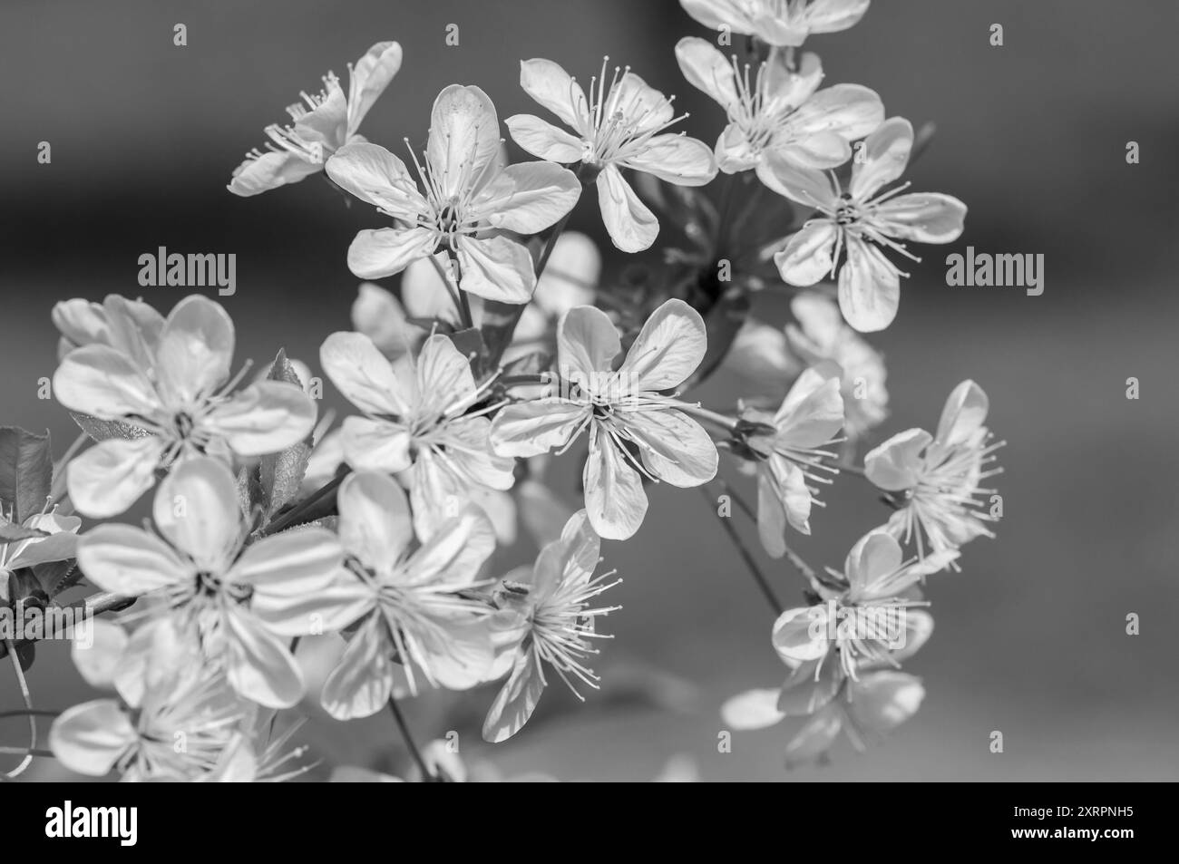 Tree bud detail Black and White Stock Photos & Images - Alamy
