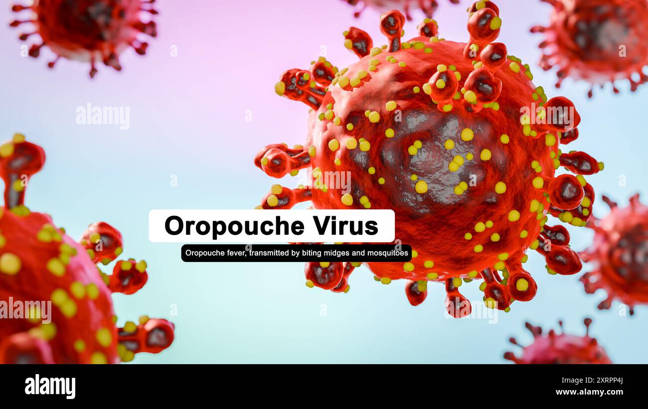 Oropouche virus that causes Oropouche fever, an emergent disease from the Americas Stock Photo