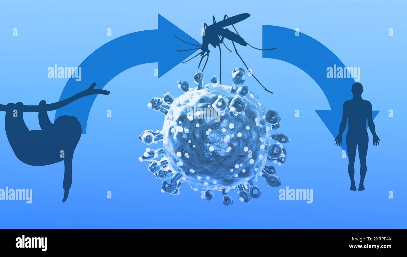 Oropouche virus that causes Oropouche fever, an emergent disease from the Americas Stock Photo