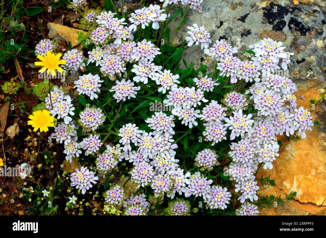 Calcareous rocks hi-res stock photography and images - Alamy