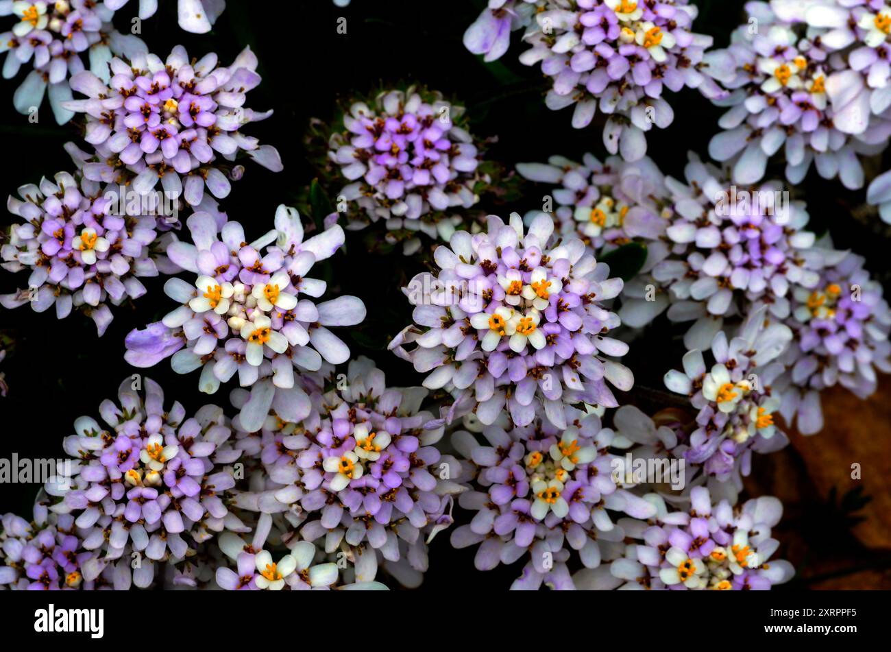 Calcareous rocks hi-res stock photography and images - Alamy