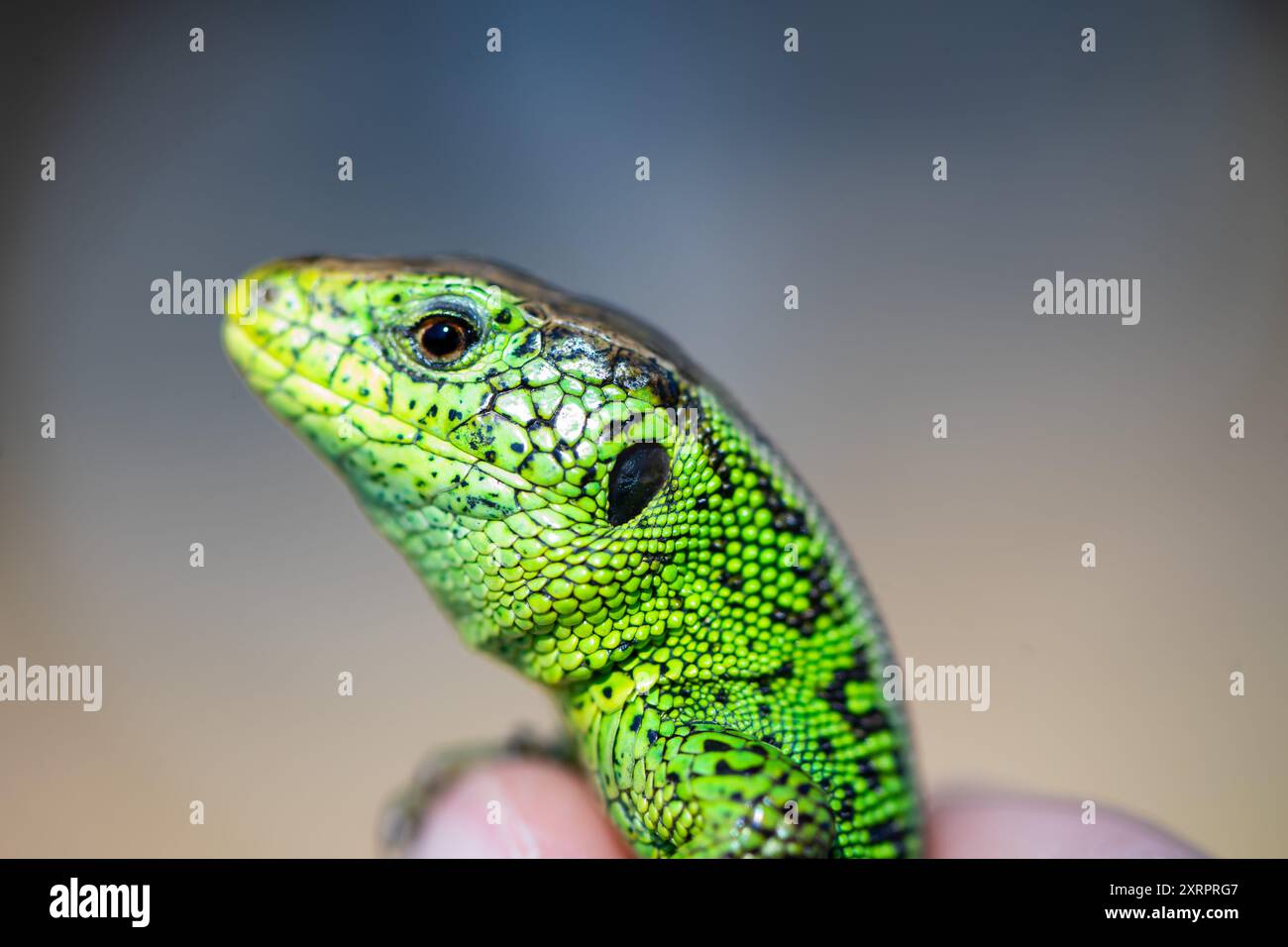 Common lizard hand hi-res stock photography and images - Alamy