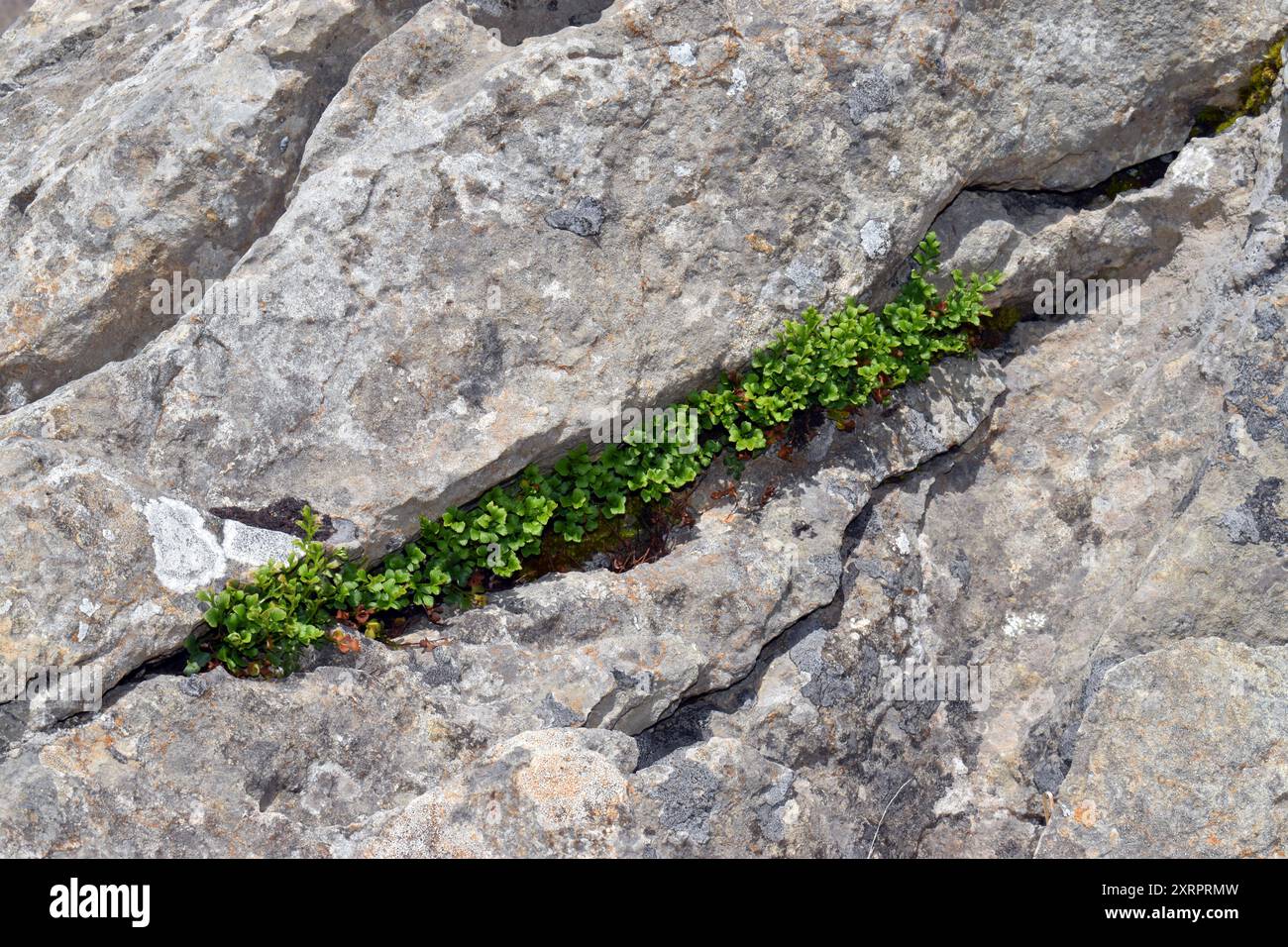 The wall-rue fern (Asplenium ruta-muraria) in the fissure of a ...