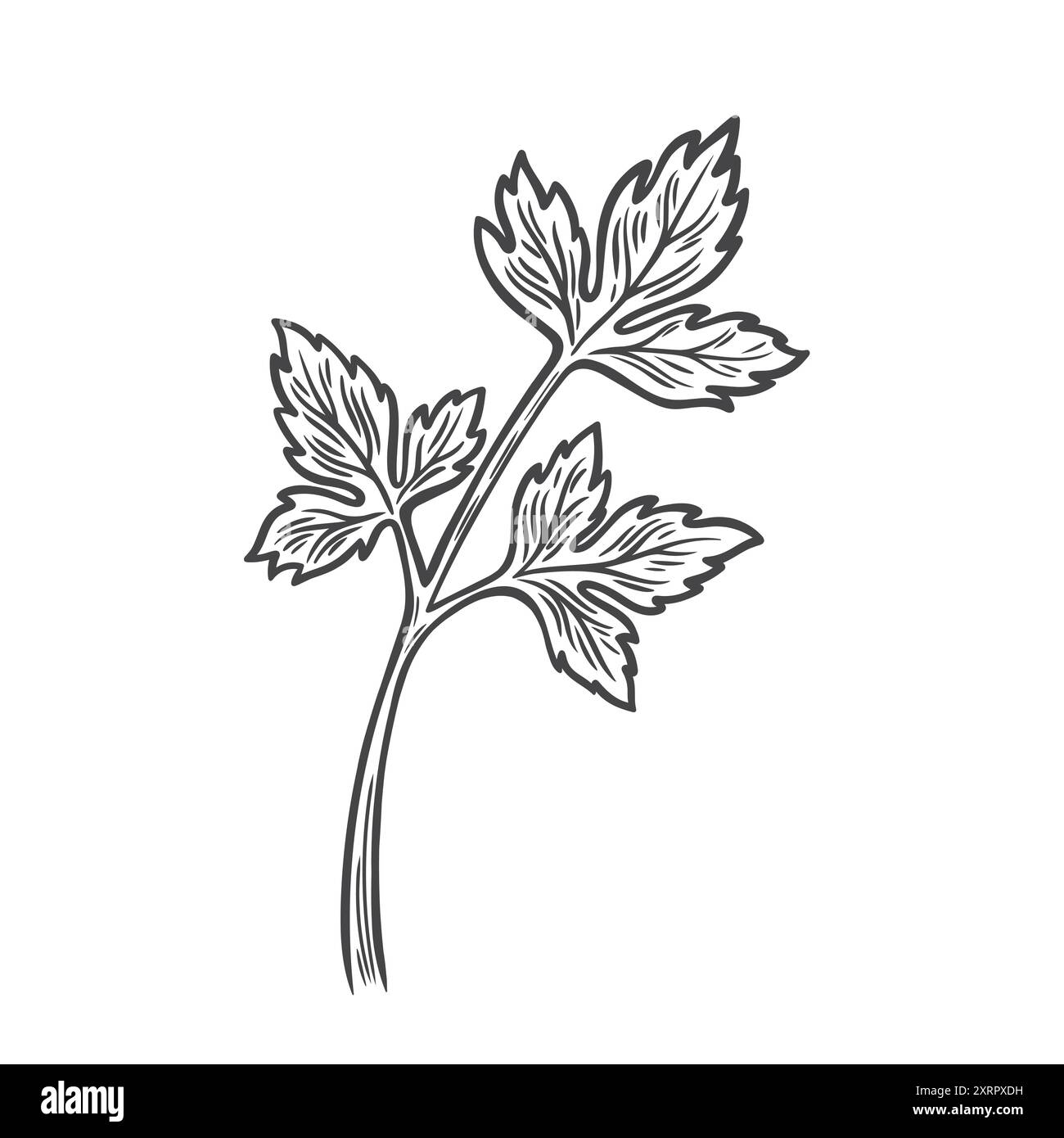 Branch parsley isolated on Stock Vector Images - Alamy