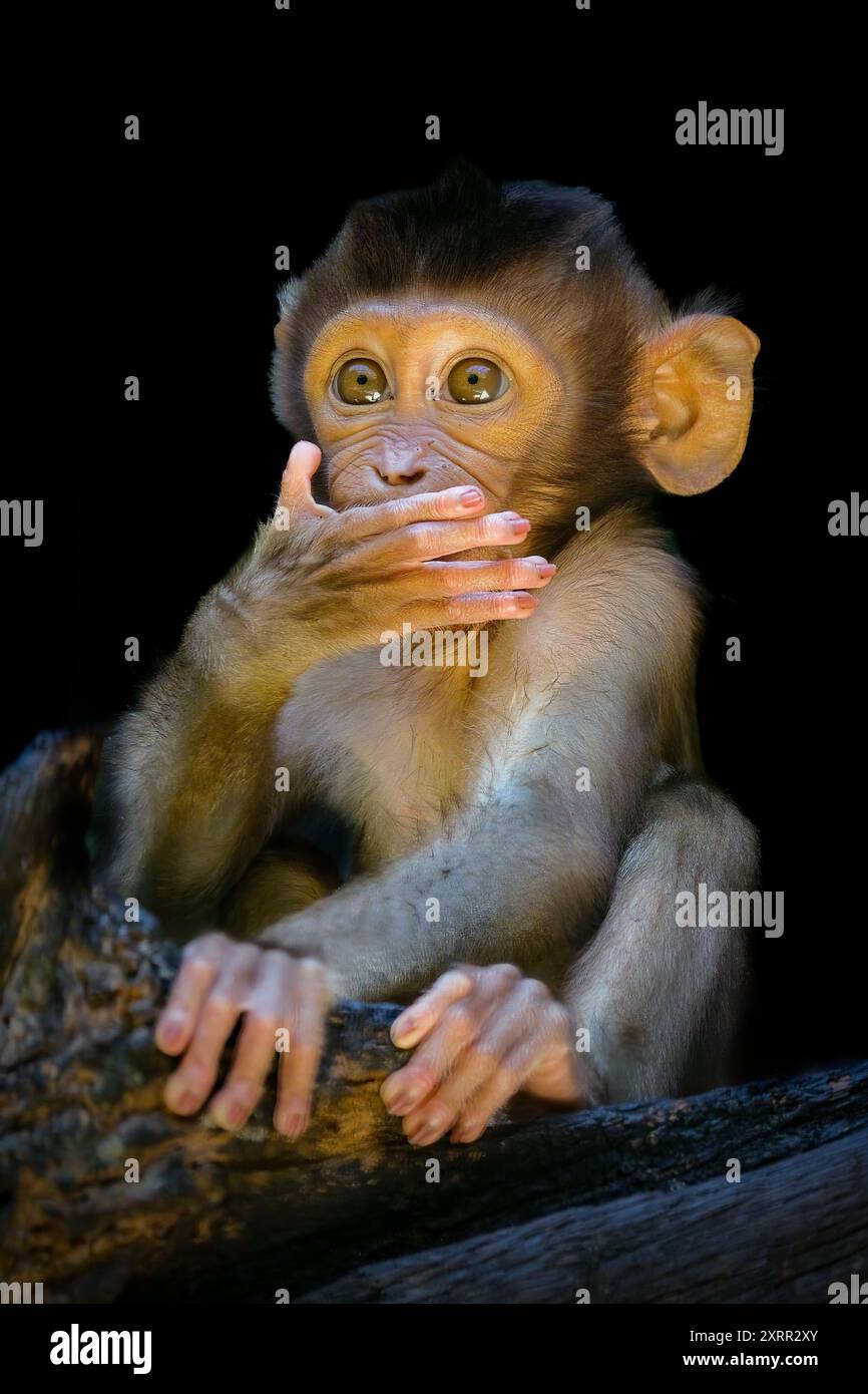 Portrait baby southern pig-tailed macaque Stock Photo - Alamy