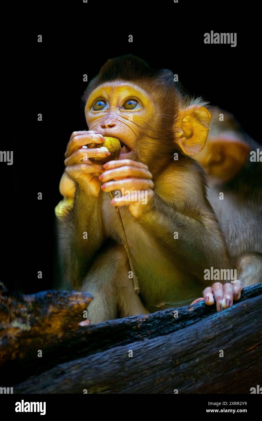 Portrait baby southern pig-tailed macaque Stock Photo - Alamy