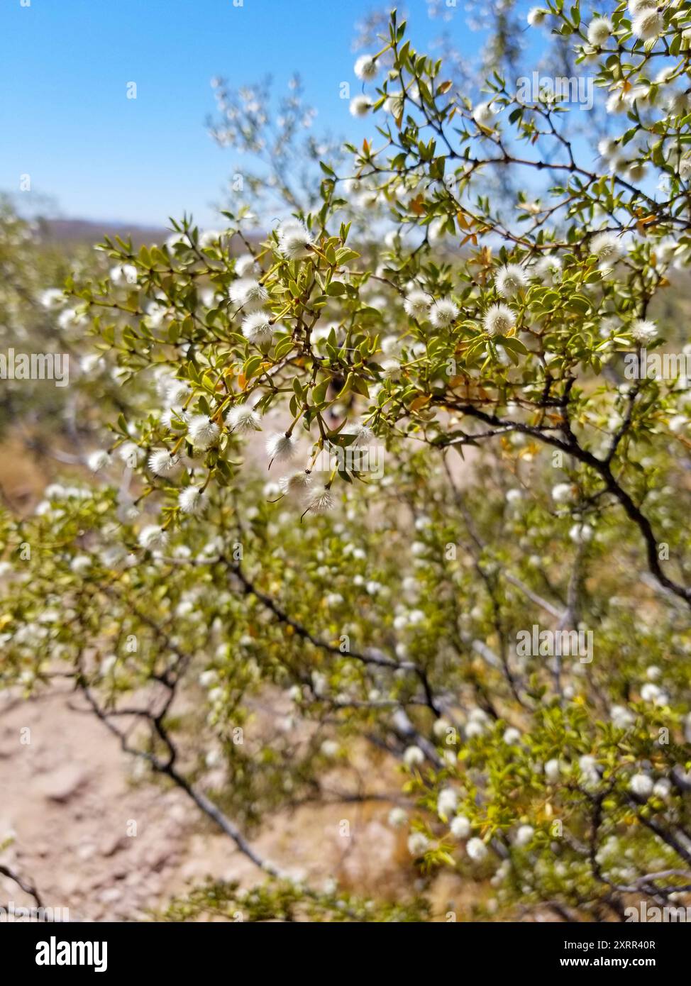 Fuzzy Creosote Bush in the Desert with Blue Sky Stock Photo