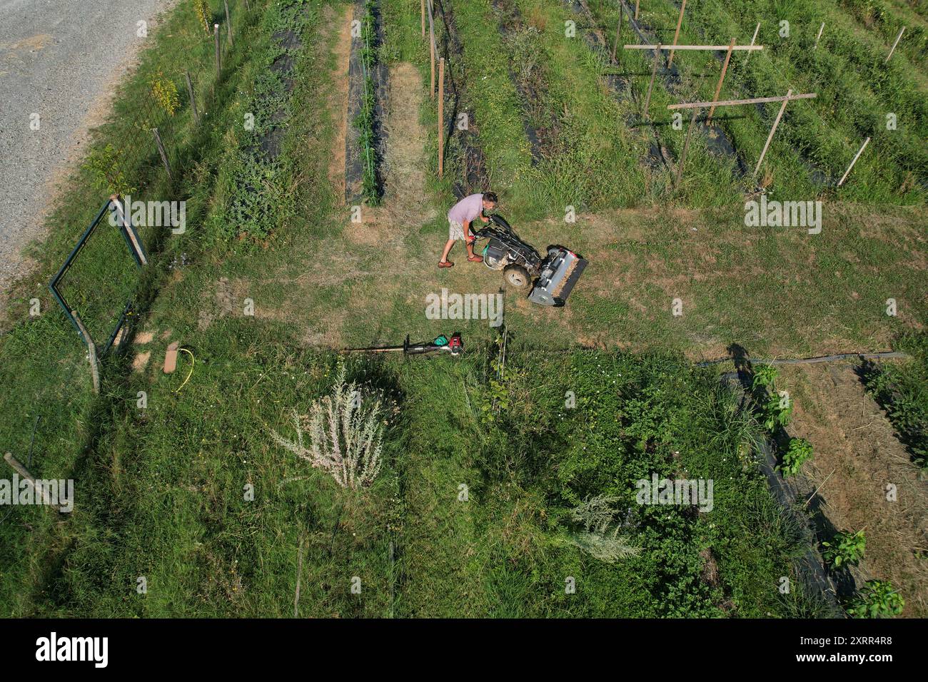 Between Grass Rows Crops grass hi-res stock photography and images - Alamy