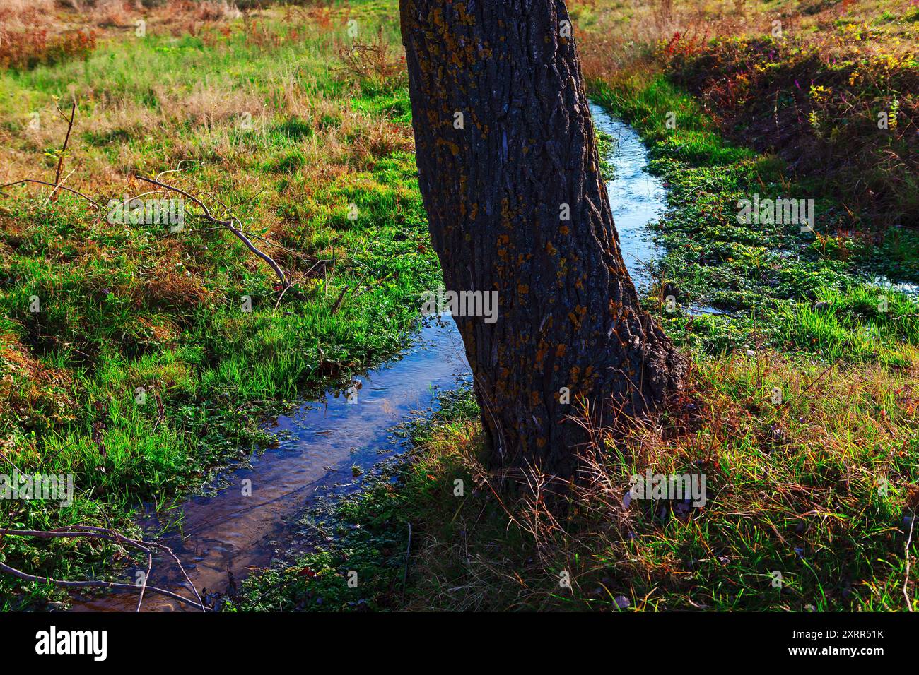Serene wooden pathway meanders hi-res stock photography and images - Alamy