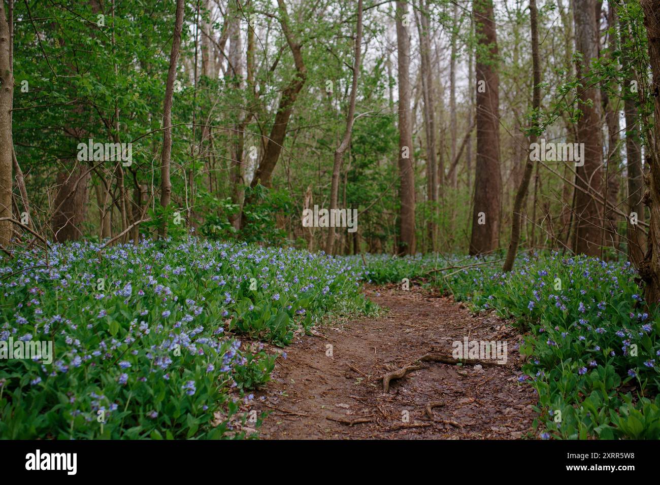 Wooded Path Springtime Wooded pathway hi-res stock photography and images - Alamy